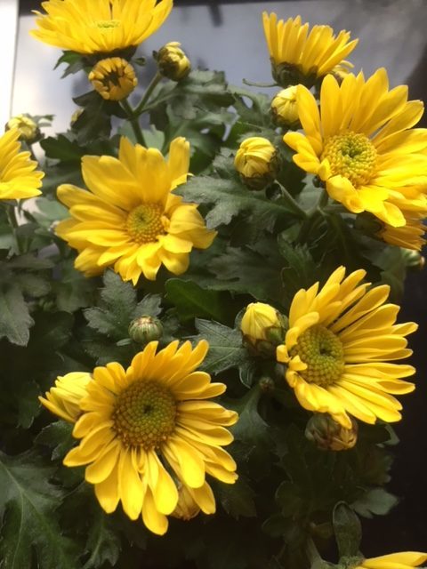 Påskeblomster.JPG#asset:1188